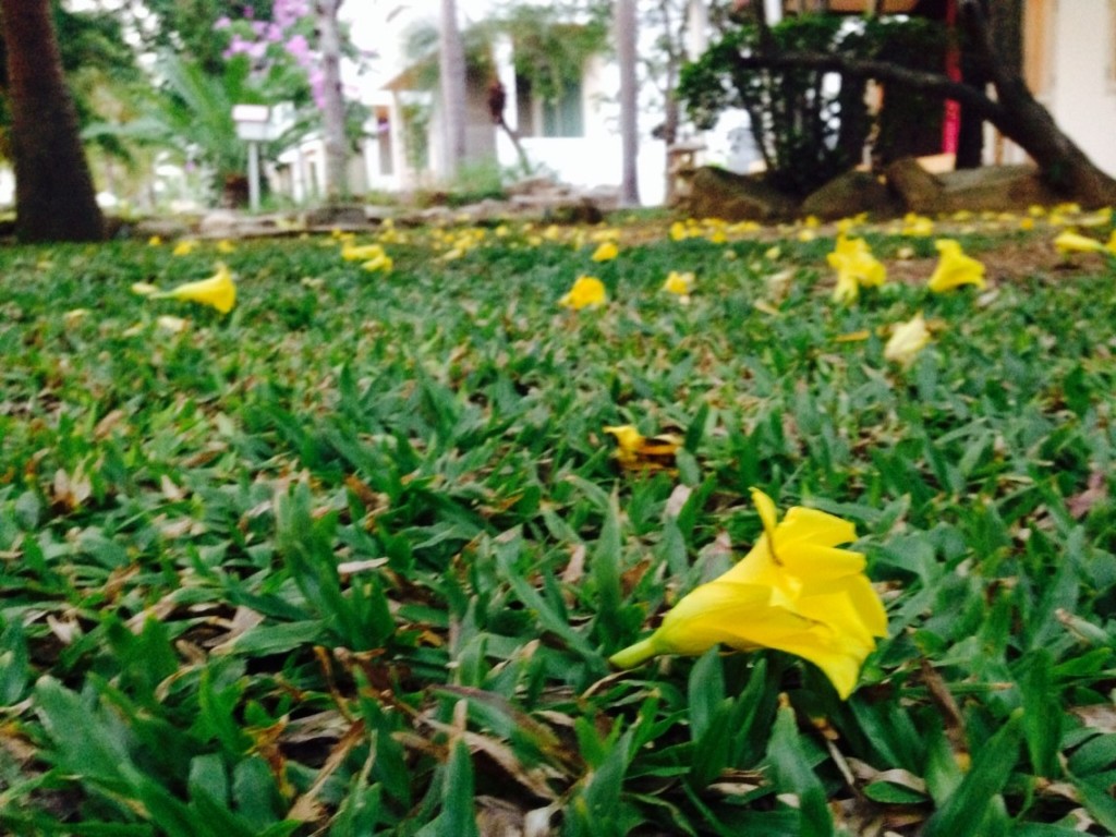 ดอกไม้สีเหลือง บนพรมหญ้าสีเขียว สวยจริงเชียว
